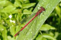 Pyrrhosoma nymphula