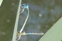 Coenagrion puella