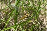 Orthetrum cancellatum
