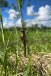 Orthetrum cancellatum