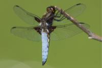 Libellula depressa
