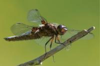 Libellula depressa
