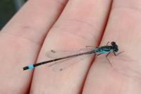 Ischnura elegans