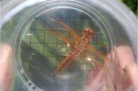 Libellula fulva