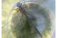Brachytron pratense