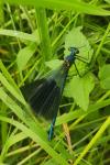 Calopteryx splendens