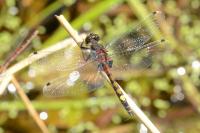 Leucorrhinia pectoralis
