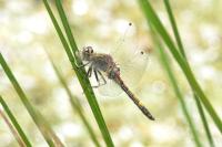 Leucorrhinia pectoralis