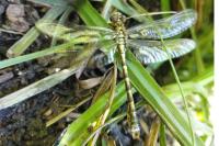 Onychogomphus forcipatus
