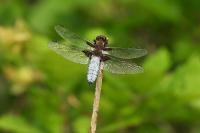 Libellula depressa