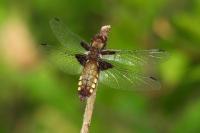 Libellula depressa