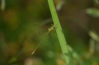 Lestes virens
