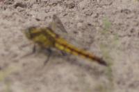 Orthetrum cancellatum