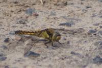 Orthetrum cancellatum