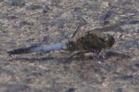 Orthetrum cancellatum