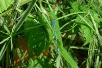 Coenagrion puella