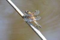 Libellula quadrimaculata