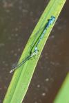 Coenagrion puella