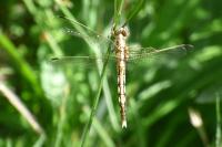 Orthetrum albistylum