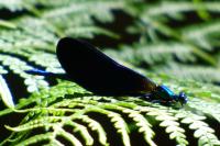 Calopteryx virgo