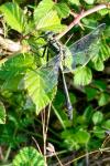 Gomphus vulgatissimus
