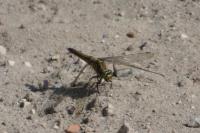 Orthetrum cancellatum