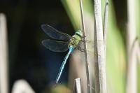 Anax imperator