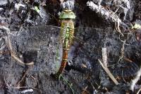 Aeshna affinis