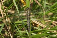 Orthetrum cancellatum