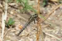 Orthetrum cancellatum