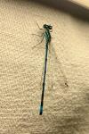 Coenagrion puella