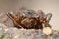 Cordulegaster boltonii