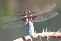 Libellula depressa