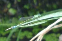 Ischnura elegans