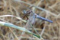 Orthetrum coerulescens