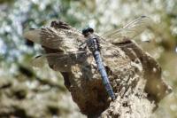 Orthetrum albistylum