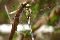 Orthetrum albistylum