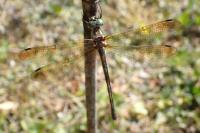Oxygastra curtisii