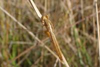 Crocothemis erythraea