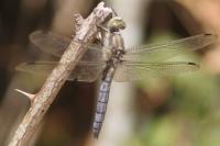 Orthetrum cancellatum