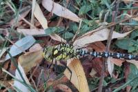 Aeshna cyanea