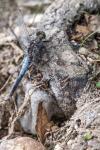 Orthetrum cancellatum