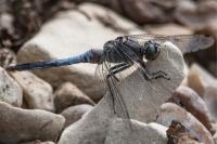 Orthetrum cancellatum