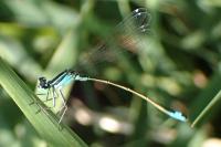Ischnura elegans
