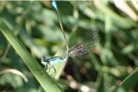 Ischnura elegans