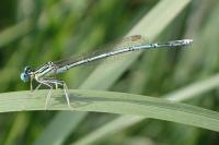 Platycnemis pennipes