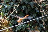 Sympetrum meridionale
