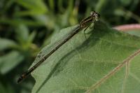 Ischnura elegans