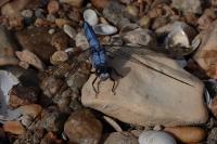 Orthetrum brunneum
