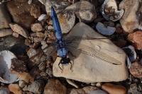 Orthetrum brunneum